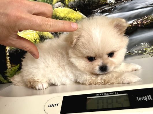Çok Tatlı Mini Boy Pomeranian Boo görsel
