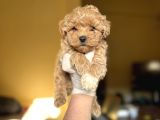 Korea teacup maltipoo