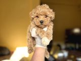 Korea Teacup Maltipoo