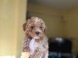 Korea Teacup Maltipoo