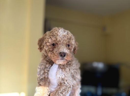 Korea Teacup Maltipoo görsel
