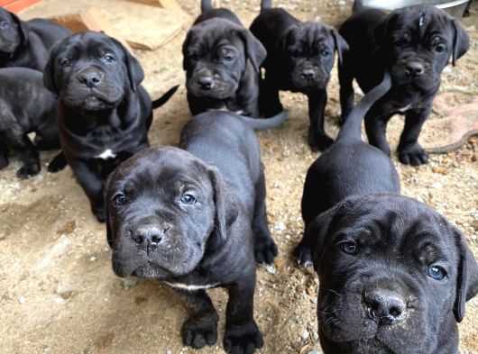 Saf Kan Di̇şi̇ Erkek Blue Cane Corso görsel