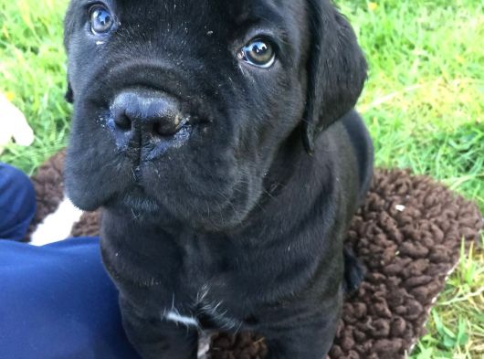 Saf Kan Di̇şi̇ Erkek Blue Cane Corso görsel