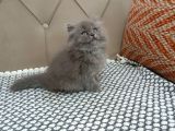 Bri̇ti̇sh Longhai̇r Füme