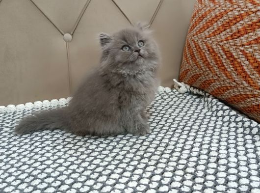 Bri̇ti̇sh Longhai̇r Füme görsel
