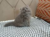 BRİTİSH LONGHAİR FÜME