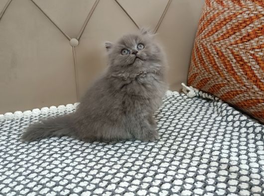 Bri̇ti̇sh Longhai̇r Füme