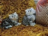 Brti̇sh Longhai̇r Whi̇skas Yavrular