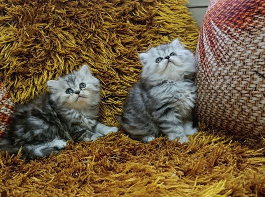 Brti̇sh Longhai̇r Whi̇skas Yavrular görsel