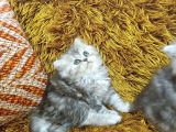 BRTİSH LONGHAİR WHİSKAS YAVRULAR