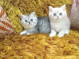 Brti̇sh Shorthai̇r Yavrular