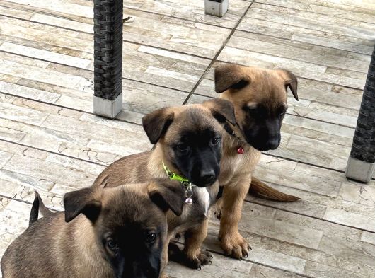 Belçika Kurdu Malinois görsel