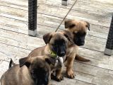 Belçika Kurdu Safkan Malinois