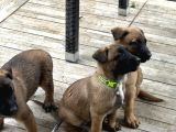 Belçika Kurdu Safkan Malinois