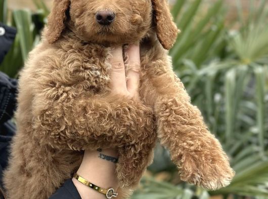 Safkan Dev Poodle Yavrular görsel