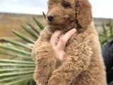 Safkan Dev Poodle Yavrular