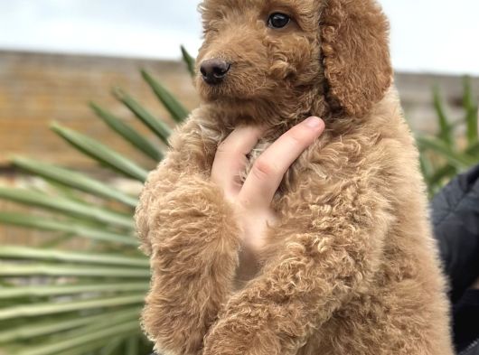 Safkan Dev Poodle Yavrular