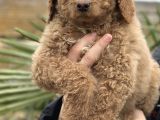 Safkan Dev Poodle Yavrular