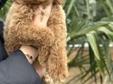 Safkan Dev Poodle Yavrular