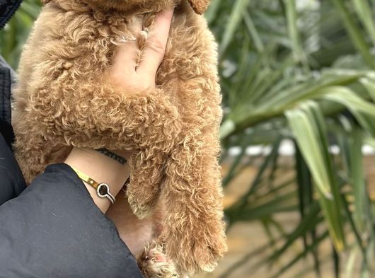 Safkan Dev Poodle Yavrular görsel