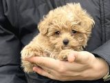 Irk Ve Sağlık Garantili Maltipoo Yavrular