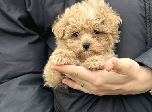 Irk Ve Sağlık Garantili Maltipoo Yavrular
