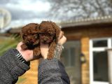 Safkan Toy Poodle Yavrular