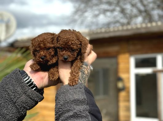 Safkan Toy Poodle Yavrular görsel