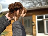 Safkan Toy Poodle Yavrular