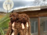Safkan Toy Poodle Yavrular