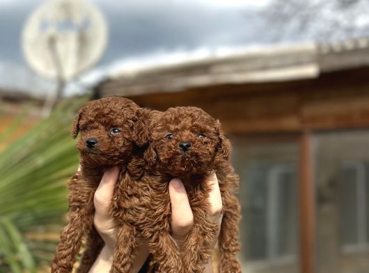 Safkan Toy Poodle Yavrular