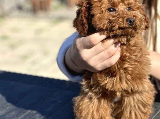 Safkan Toy Poodle Yavrular