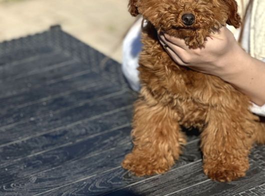 Safkan Toy Poodle Yavrular görsel