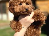 Safkan Toy Poodle Yavrular