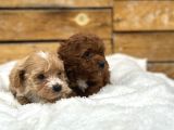 Oyuncu Ve Sağlıklı Maltipoo Bebekler