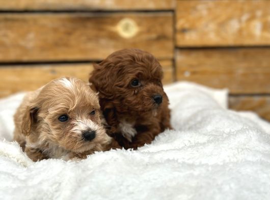 Oyuncu Ve Sağlıklı Maltipoo Bebekler görsel