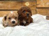 Oyuncu Ve Sağlıklı Maltipoo Bebekler