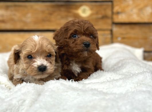 Oyuncu Ve Sağlıklı Maltipoo Bebekler görsel