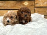 Oyuncu Ve Sağlıklı Maltipoo Bebekler