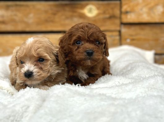 Oyuncu Ve Sağlıklı Maltipoo Bebekler görsel