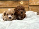 Oyuncu ve Sağlıklı Maltipoo Bebekler