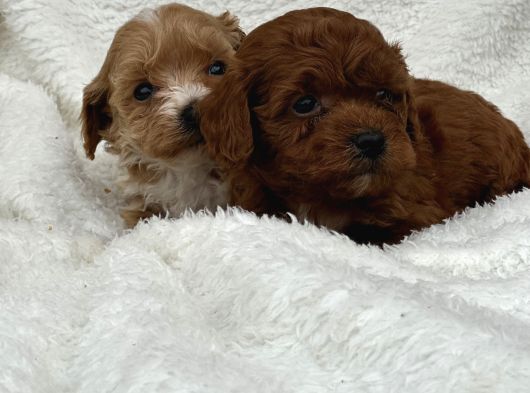 Oyuncu Ve Sağlıklı Maltipoo Bebekler görsel