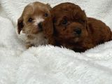Sahibini Seçmeye Hazır Maltipoo Bebekler