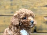 Irk Garantili Özel Maltipoo Yavrular