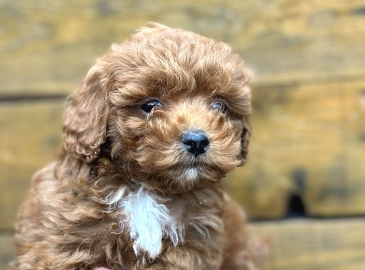 Irk Garantili Özel Maltipoo Yavrular görsel