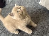 Sınıfının En İyisi Koca Yanaklı Lilac Shorthair