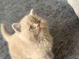Sınıfının En İyisi Koca Yanaklı Lilac Shorthair