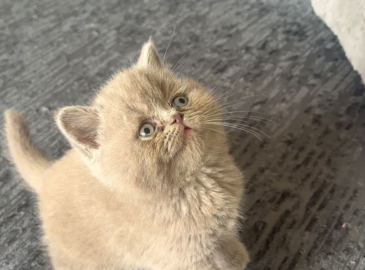 Sınıfının En İyisi Koca Yanaklı Lilac Shorthair görsel
