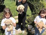 UYGUN ERKEK MALTİPO
