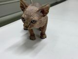 Kanada Sphynx